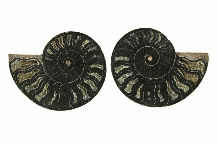 Cut & Polished Ammonite Fossil - Unusual Black Color #296280